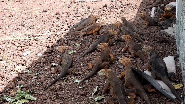Iguanas Conolophus subcristatus en cautiverio en Seymour Norte, Islas Galápagos  - Sputnik Mundo