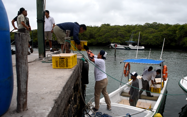 Embarque de las Iguanas Conolophus subcristatus en Seymour Norte, con destino a Isla Santiago, en Islas Galápagos - Sputnik Mundo