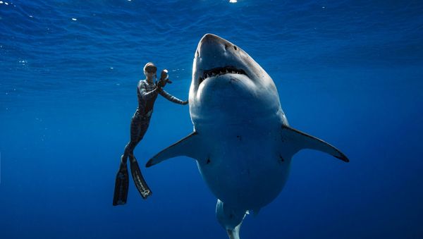 Deep Blue, la hembra de tiburón blanco más grande del planeta Deep Blue, la hembra de tiburón blanco más grande del planeta - Sputnik Mundo