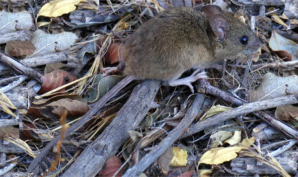 Ratón de cola larga, transmisor del hantavirus en América del Sur Ratón de cola larga, transmisor del hantavirus en América del Sur - Sputnik Mundo