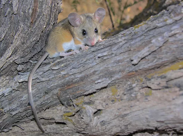 Ratón ciervo, principal transmisor del hantavirus en Norteamérica Ratón ciervo, principal transmisor del hantavirus en Norteamérica - Sputnik Mundo