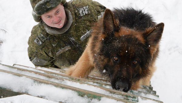 Entrenamineto de los perros militares (archivo) - Sputnik Mundo