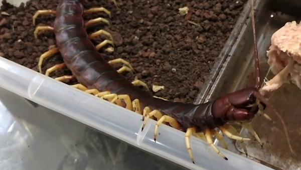 Un taiwanés tiene de mascota a un gigante ciempiés venenoso - Sputnik Mundo