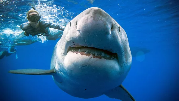 Deep Blue, el tiburón blanco más grande del mundo