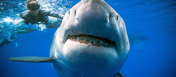 Deep Blue, el tiburón blanco más grande del mundo - Sputnik Mundo