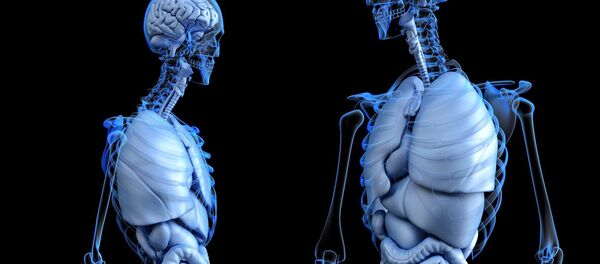 El cuerpo humano (ilustración) - Sputnik Mundo