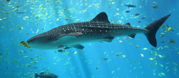 Un tiburón ballena - Sputnik Mundo
