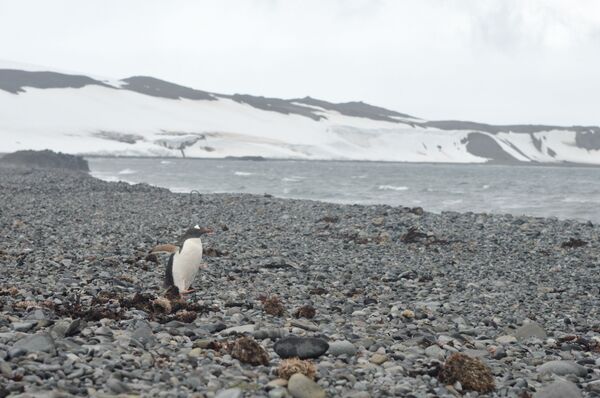 Antártida - Sputnik Mundo
