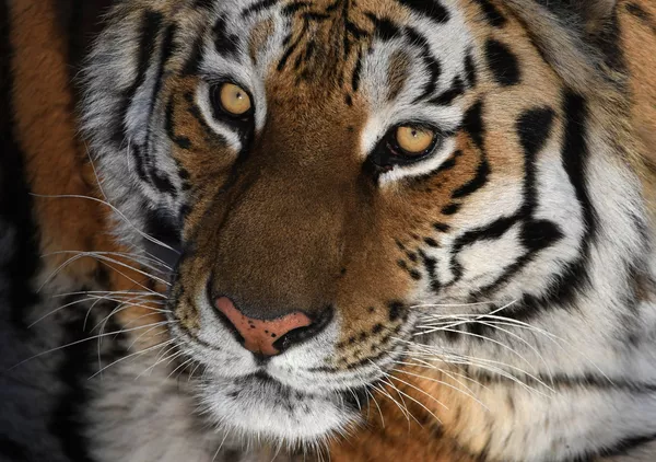 Así vive Amur el tigre siberiano más famoso de Rusia Así vive Amur el tigre siberiano más famoso de Rusia - Sputnik Mundo