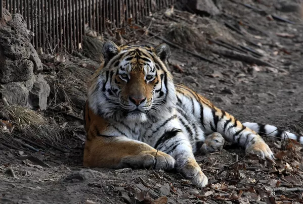 Así vive Amur el tigre siberiano más famoso de Rusia Así vive Amur el tigre siberiano más famoso de Rusia - Sputnik Mundo