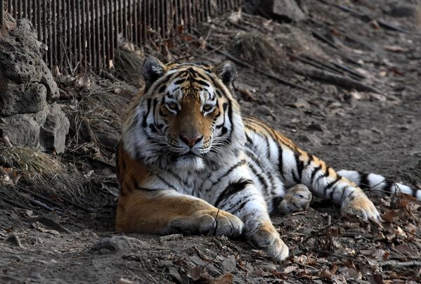 Así vive Amur el tigre siberiano más famoso de Rusia - Sputnik Mundo