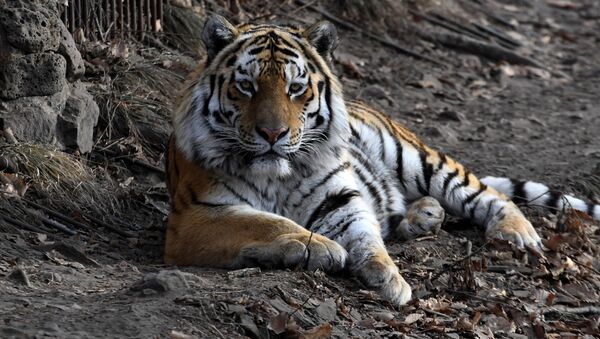 Así vive Amur el tigre siberiano más famoso de Rusia - Sputnik Mundo