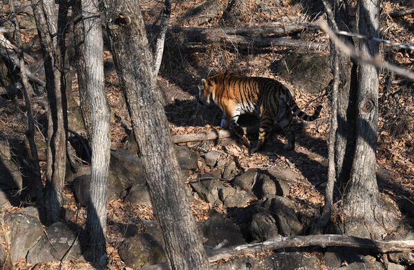 Así vive Amur el tigre siberiano más famoso de Rusia - Sputnik Mundo