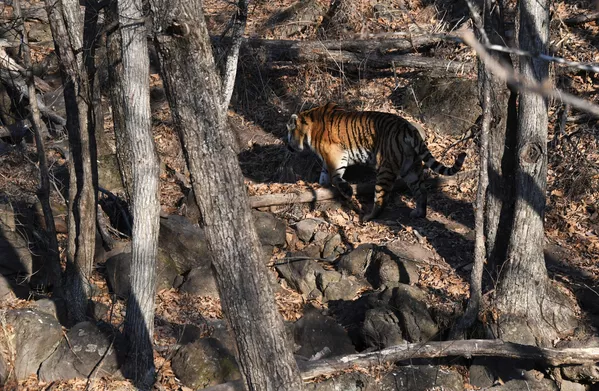 Así vive Amur el tigre siberiano más famoso de Rusia Así vive Amur el tigre siberiano más famoso de Rusia - Sputnik Mundo