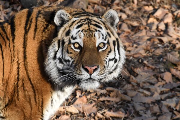 Así vive Amur el tigre siberiano más famoso de Rusia - Sputnik Mundo