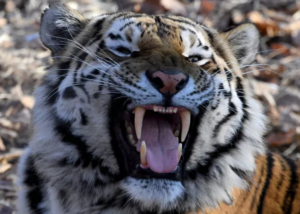 Así vive Amur el tigre siberiano más famoso de Rusia Así vive Amur el tigre siberiano más famoso de Rusia - Sputnik Mundo