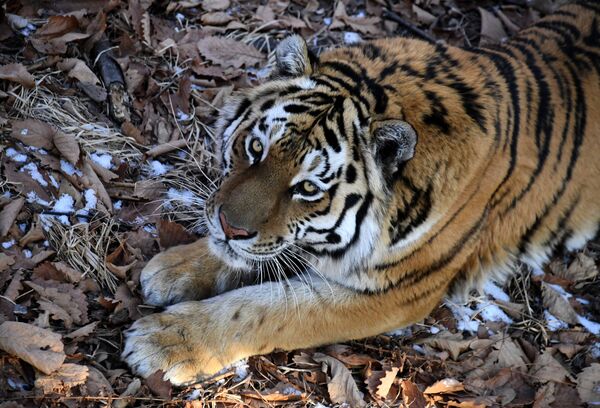 Así vive Amur el tigre siberiano más famoso de Rusia - Sputnik Mundo