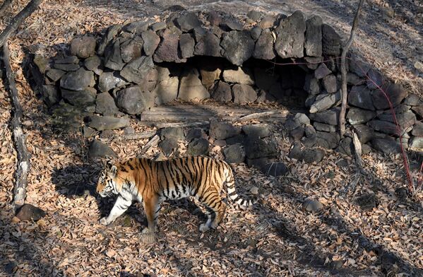 Así vive Amur el tigre siberiano más famoso de Rusia - Sputnik Mundo