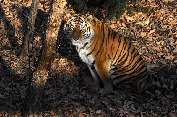 Así vive Amur el tigre siberiano más famoso de Rusia - Sputnik Mundo