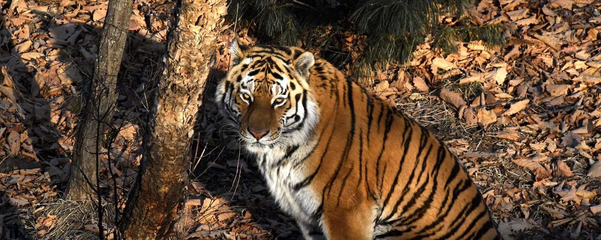 Тигр Амур в вольере Приморского сафари-парка - Sputnik Mundo, 1920, 13.09.2021