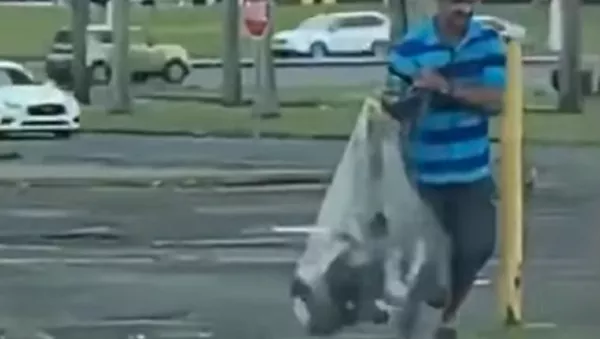 Fuertes imágenes: un hombre caza palomas con una red de pesca - Sputnik Mundo