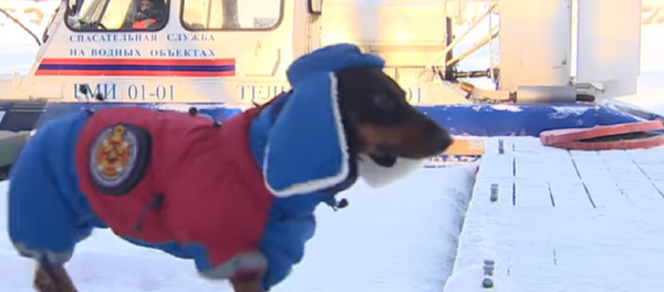 Marussia, perro salchicha que ayuda a bomberos y equipos de rescate de Moscú - Sputnik Mundo