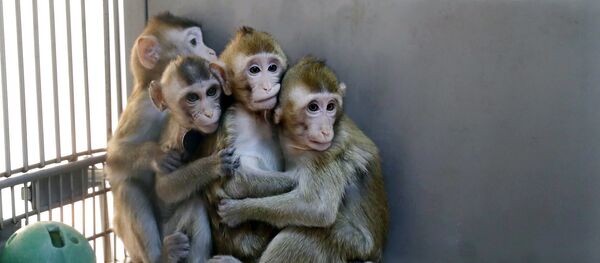 Monos clonados por los científicos chinos - Sputnik Mundo