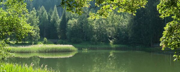 Un bosque (imagen referencial) Un bosque (imagen referencial) - Sputnik Mundo