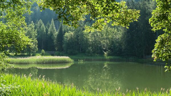 Un bosque (imagen referencial) - Sputnik Mundo