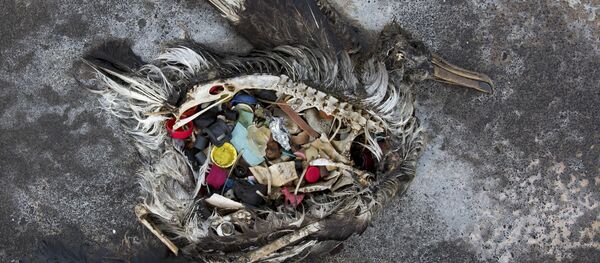 Un ave con plástico en el estómago Un ave con plástico en el estómago - Sputnik Mundo