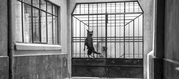 El Borras, el perro de la película Roma de Alfonso Cuarón - Sputnik Mundo