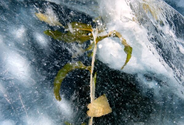 La magia del lago Baikal congelado - Sputnik Mundo