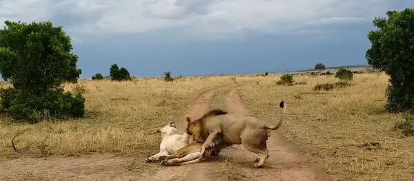 Una broma sobre una leona durmiente acaba muy mal para un león bromista - Sputnik Mundo
