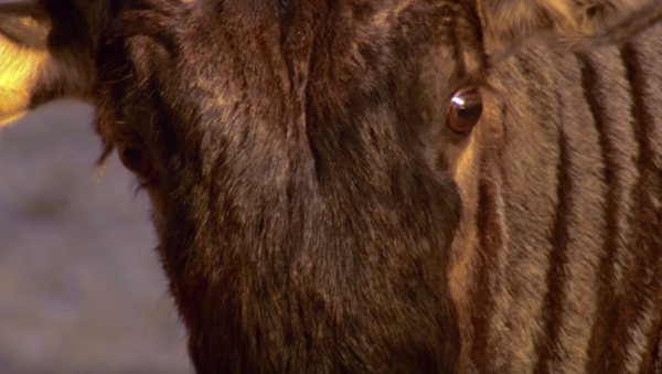 Un cocodrilo atrapa a un antílope sin tan siquiera pestañear - Sputnik Mundo