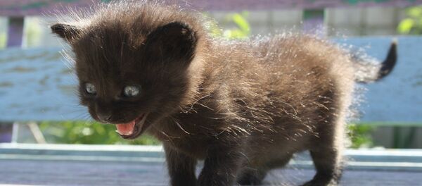 Un gato - Sputnik Mundo