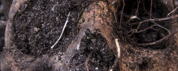 Cráneo localizado en una fosa clandestina (archivo) - Sputnik Mundo