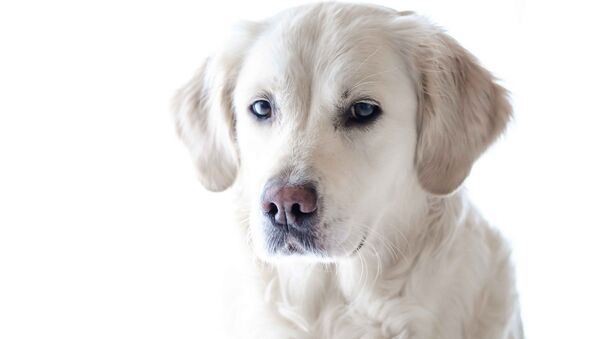 Un golden retriever - Sputnik Mundo