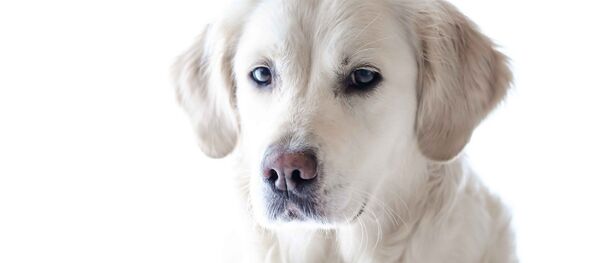 Un golden retriever Un golden retriever - Sputnik Mundo