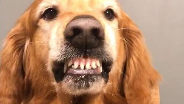 Sonrisa viral: este perro mexicano sí sabe posar ante la cámara - Sputnik Mundo