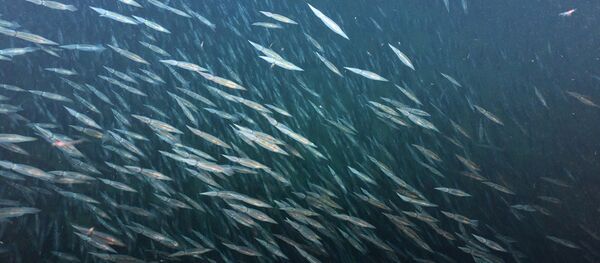 Сalamares (Archivo) Сalamares (Archivo) - Sputnik Mundo