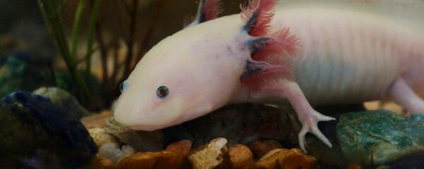 Un ajolote, imagen referencial - Sputnik Mundo