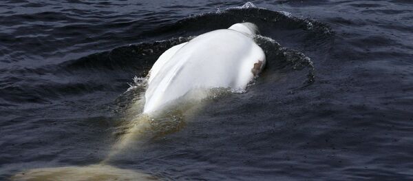 Una beluga en el mar, referencial - Sputnik Mundo