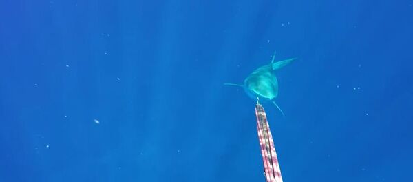 Un tiburon tigre se interesa por un pescador - Sputnik Mundo