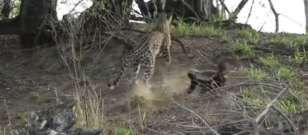 Una tejón ataca a un leopardo - Sputnik Mundo