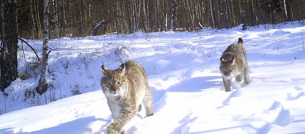 La fauna radioactiva de Chernóbil - Sputnik Mundo