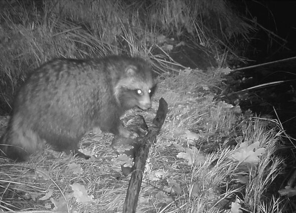 La fauna radioactiva de Chernóbil - Sputnik Mundo