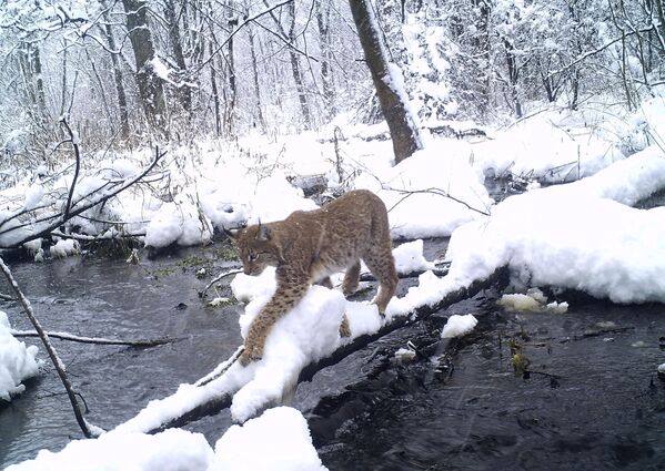 La fauna radioactiva de Chernóbil - Sputnik Mundo