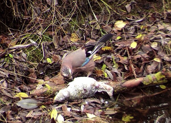 La fauna radioactiva de Chernóbil - Sputnik Mundo