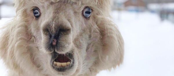 Una alpaca en el invierno ruso Una alpaca en el invierno ruso - Sputnik Mundo