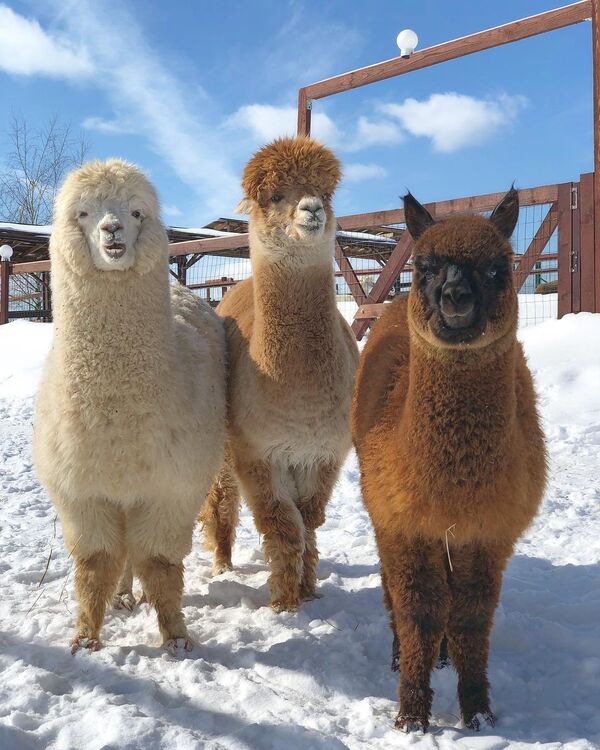 Algunas de las alpacas de la granja 'Alpacas Rusas' - Sputnik Mundo